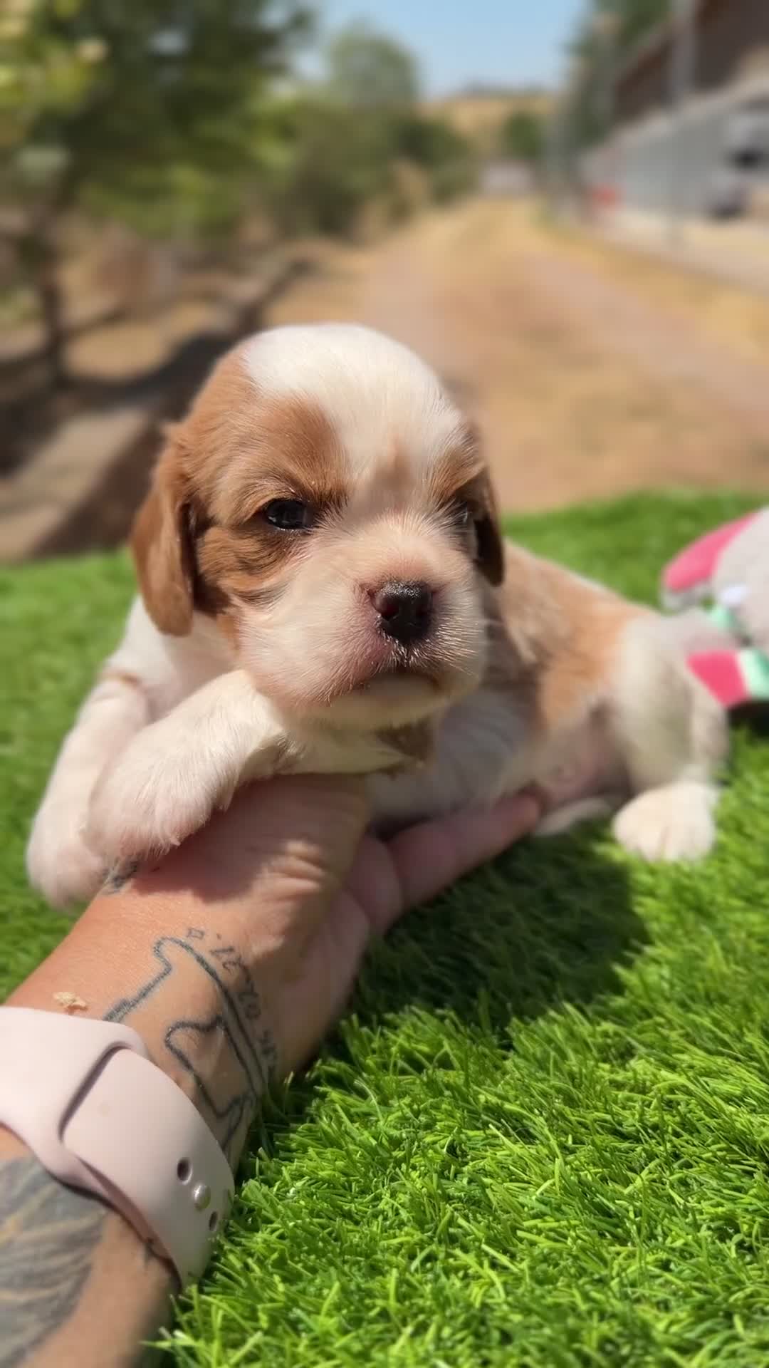 Cavalier King Charles Spaniel perros en venta: Cavalier Blenheim  - Video 1