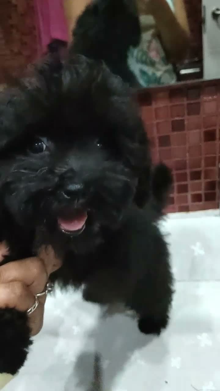 Caniche Toy perros en venta: Caniches Toy Macho - Video 2