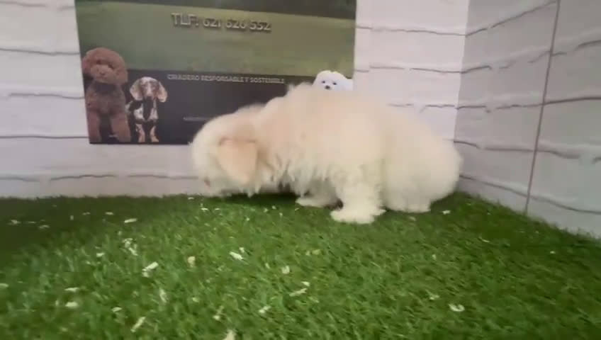 Bichón Maltés perros en venta: Bichón maltes  en Cáceres - Video 1