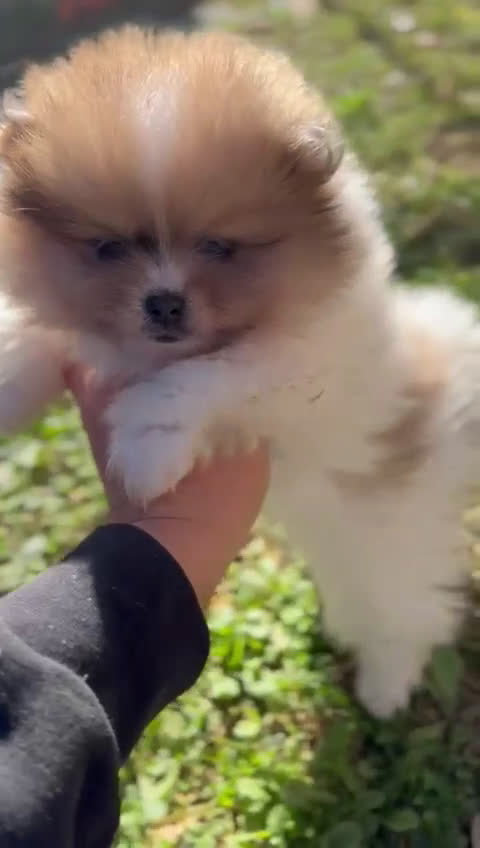 Pomerania perros en venta: Pomerania Partycolor Toy  - Video 2