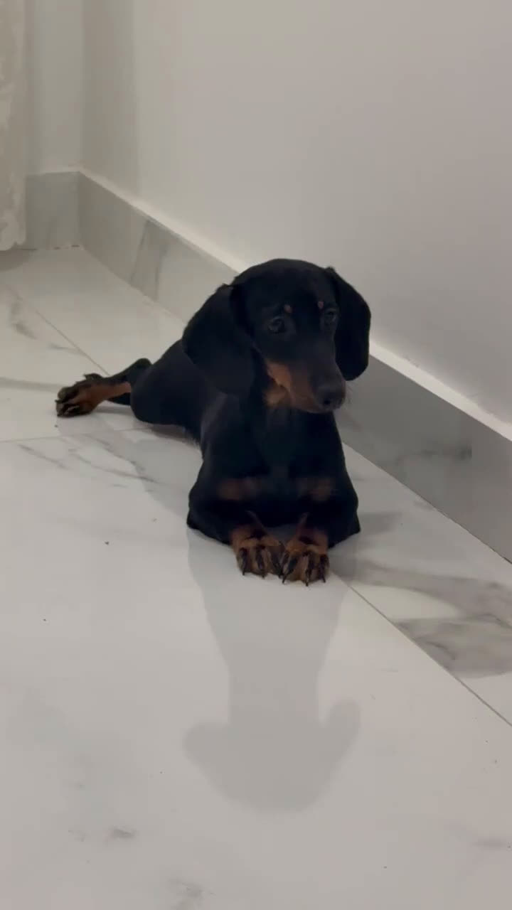 Teckel Miniatura perros en venta: Últimos Teckel miniatura disponible!  - Video 3