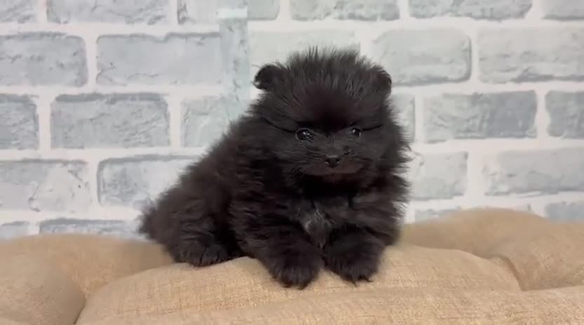 Pomerania perros en venta: Lulú de pomerania Macho y hembra en granada  - Video 2