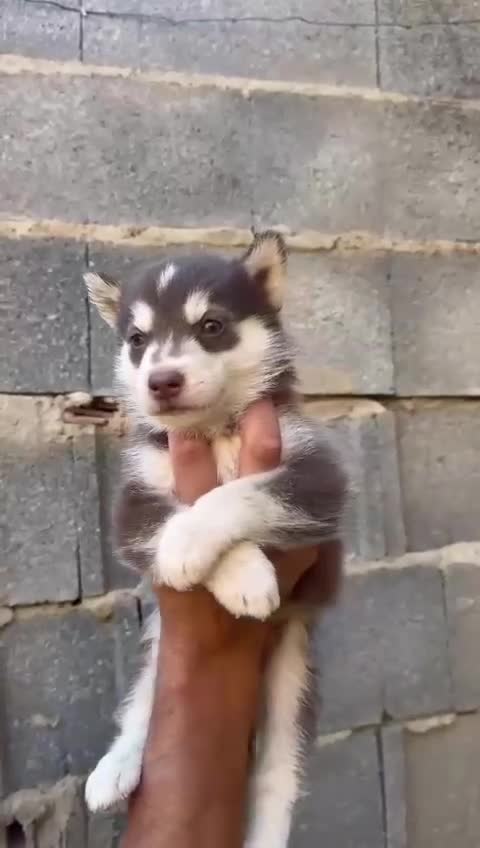 Husky Siberiano perros en venta: Disponible huskys de Calidad  - Video 2