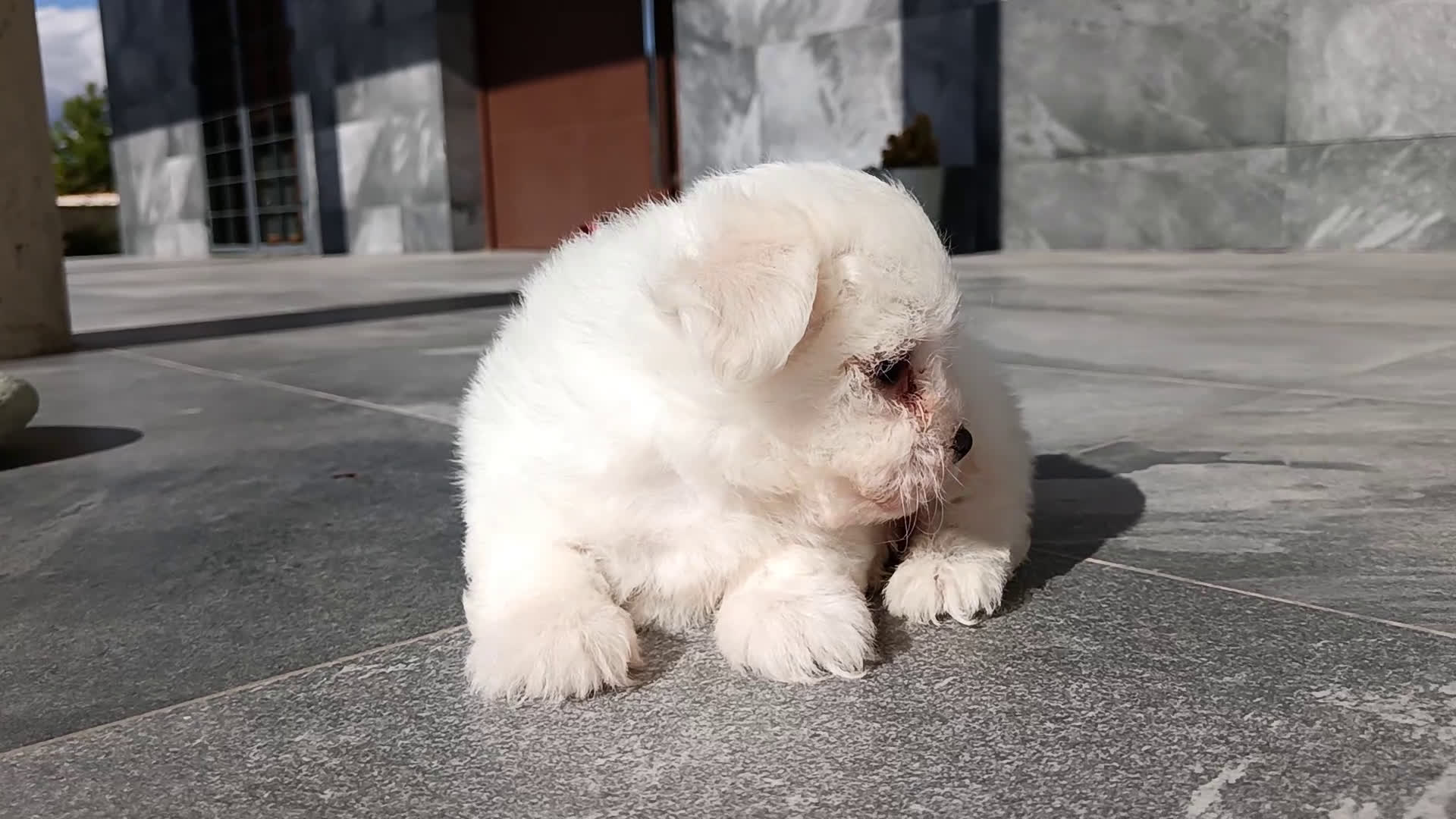 Bichón Maltés perros en venta: Bichon maltés  - Video 1