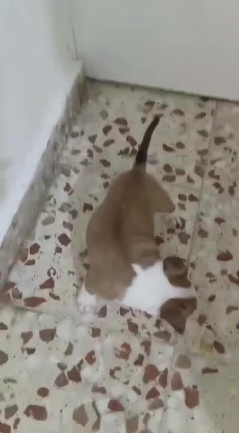 Bull Terrier perros en venta: Bull terrier mini medianos y standard 641387649 - Video 1