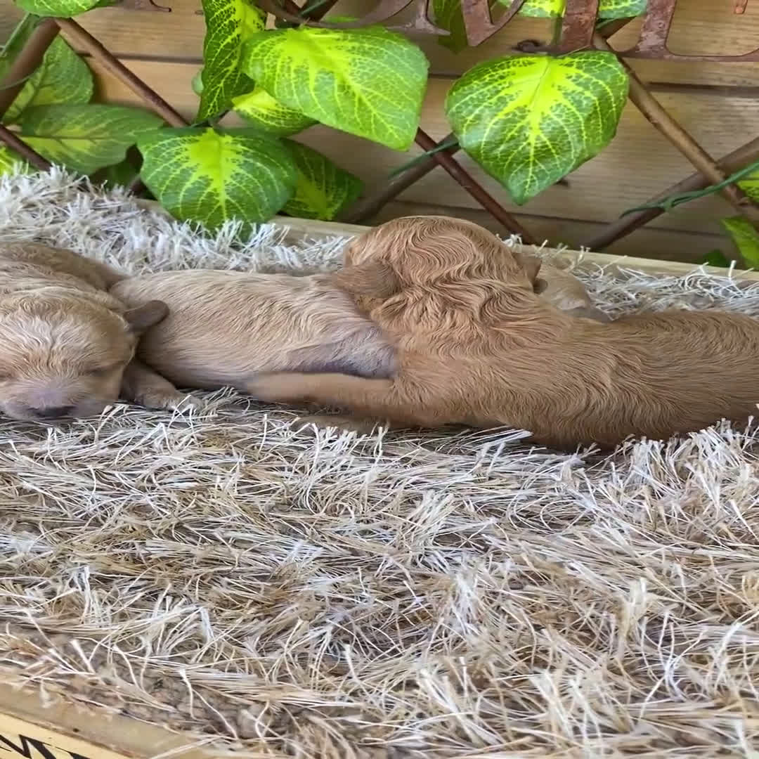 Caniche Toy perros en venta: Camada de Dinamita  - Video 2