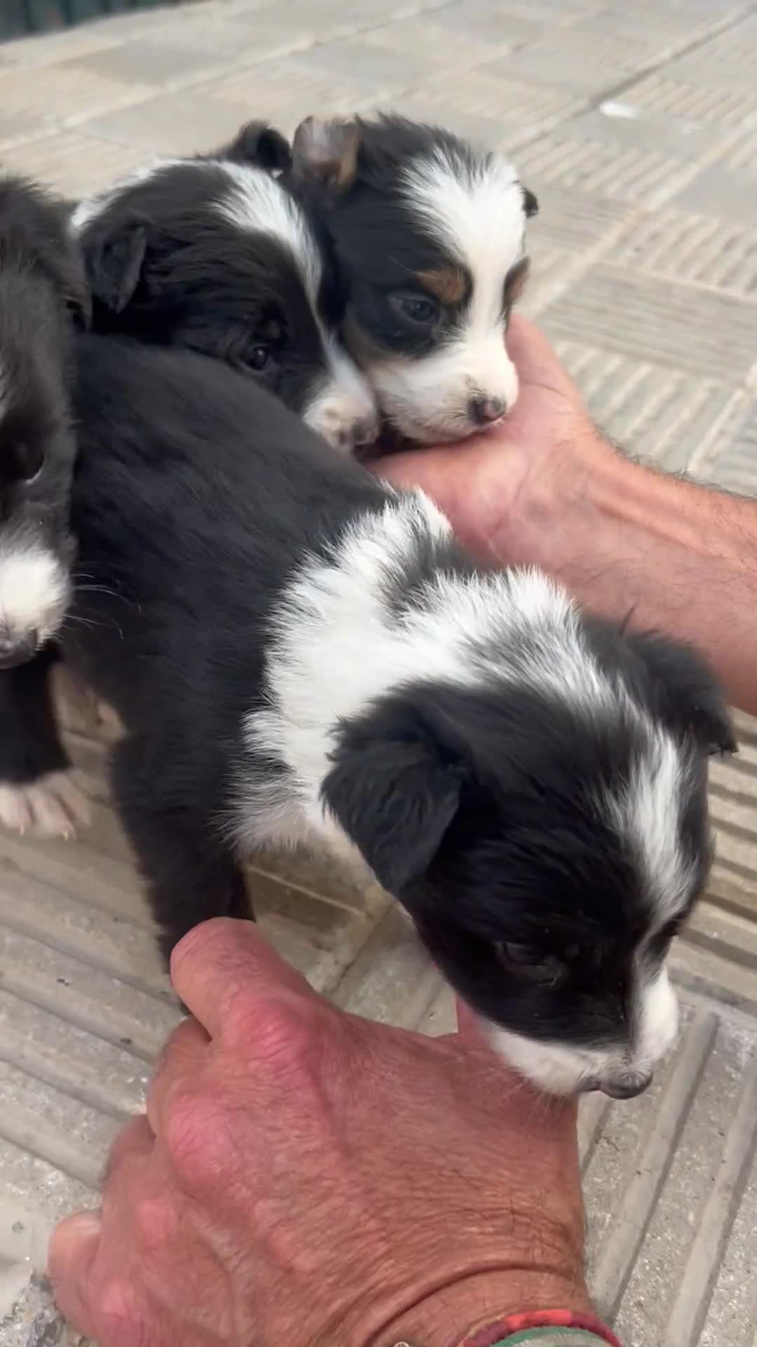 Border Collie perros en venta: Bordell collin Espectaculares Cálidad Maxima - Video 2