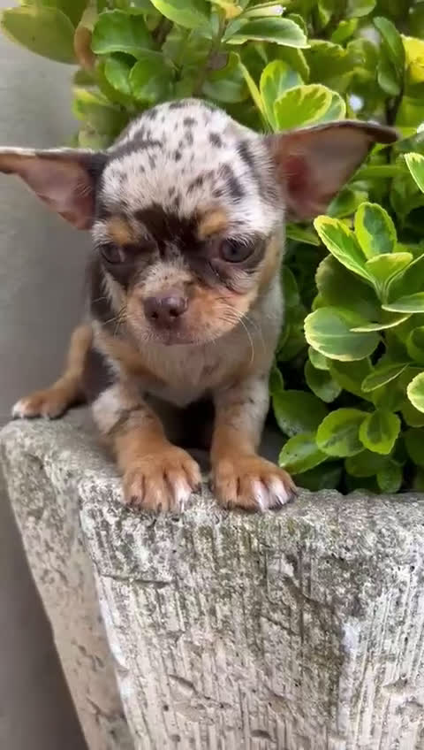 Chihuahua perros en venta: CHIHUAHUA LÍNEA RUSA CHOCO MERLE - Video 1