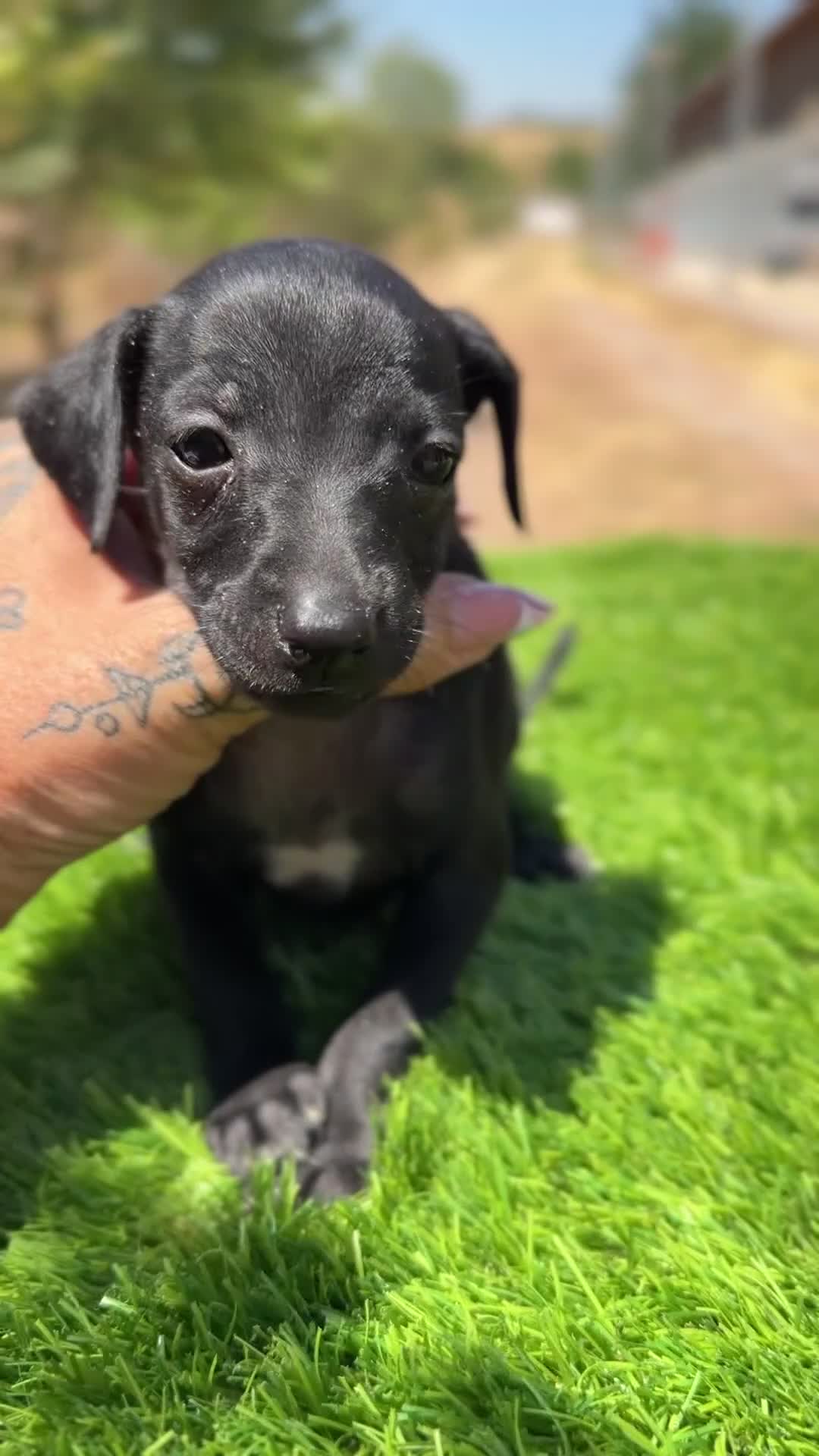 Pequeño Lebrel Italiano perros en venta: Piccolo italiano  - Video 3