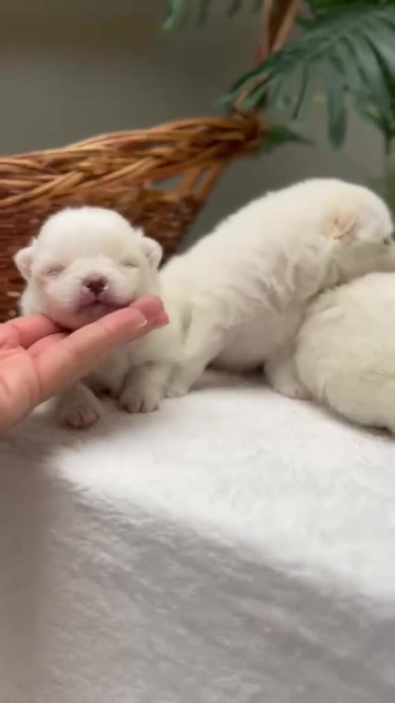 Pomerania perros en venta: POMERANIA  - Video 1