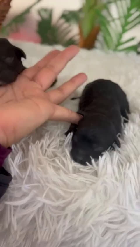 Caniche Toy perros en venta: CANICHE TOY - Video 1