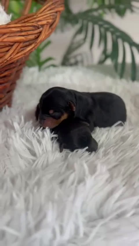 Yorkshire Terrier perros en venta: YORKSHIRE TERRIER - Video 1