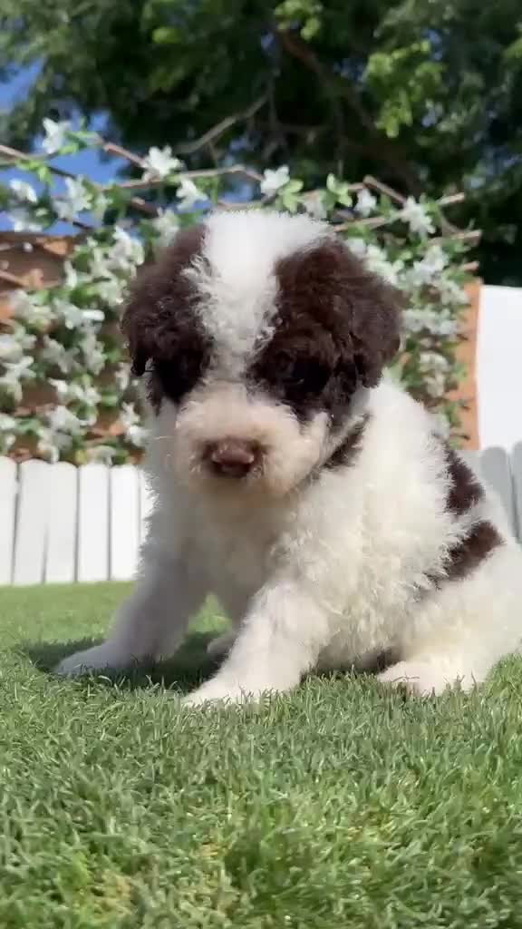 Perro de Agua Español perros en venta: PERRO DE AGUA ESPAÑOL - Video 1