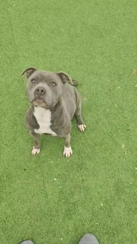 Staffordshire Bull Terrier perros en venta: Staffy blue adulta busca casa - Video 1