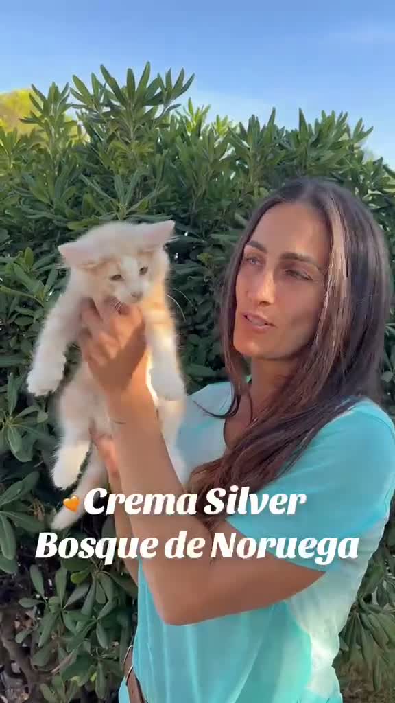 Bosque de Noruega gatos en venta: Bosques de Noruega  - Video 4