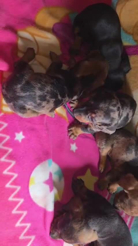 Teckel perros en venta: Teckel Arlequínes y Negros fuego - Video 1