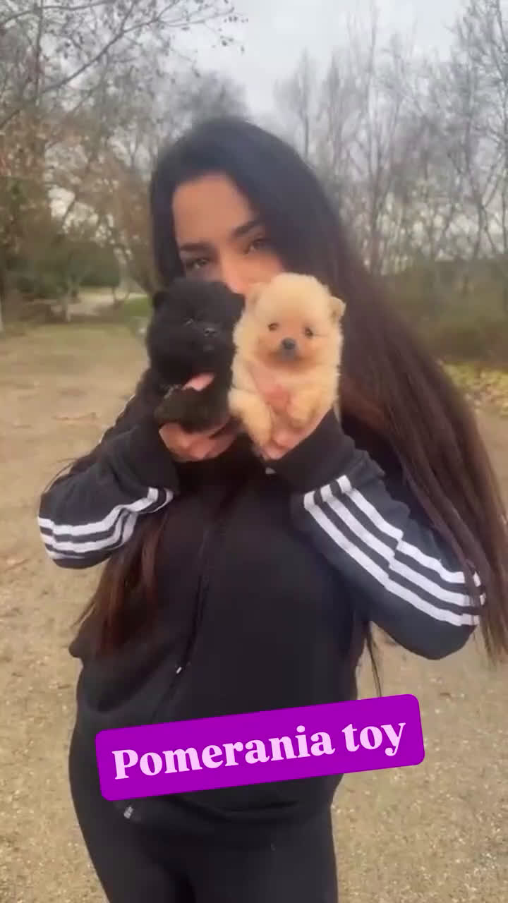 Pomerania perros en venta: Pequeña princesa Pomerania tamaño mini color crema - Video 1