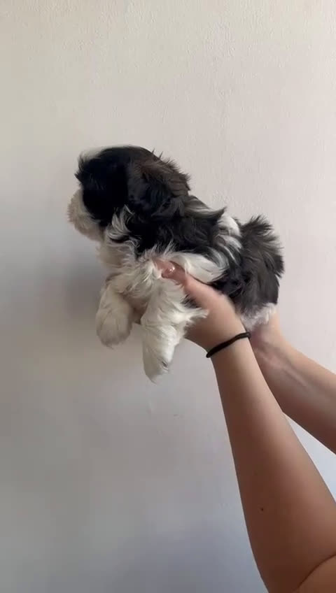 Shih Tzu perros en venta: Machito en venta de shitzu  - Video 2