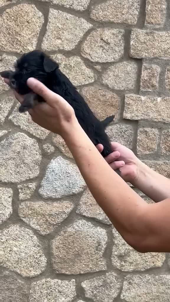 Schnauzer Miniatura perros en venta: Schnauzee mini - Video 3