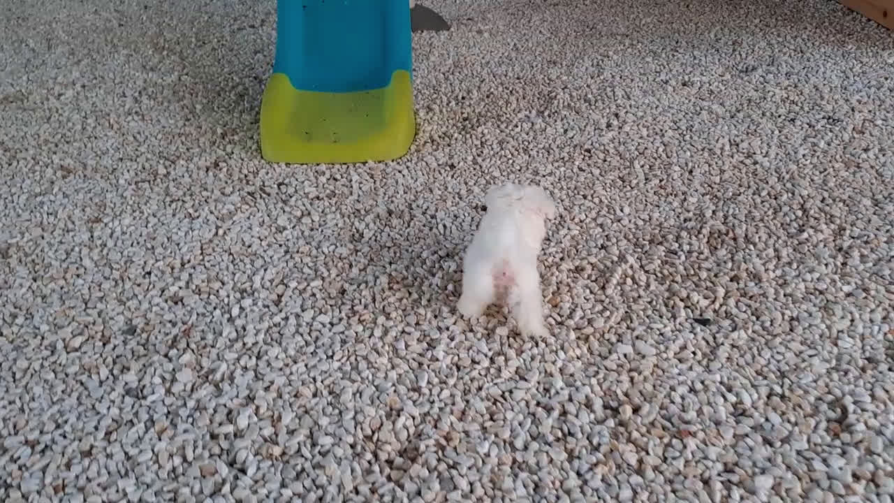 Bichón Maltés perros en venta: Cachorrito Bichon Maltes  - Video 2