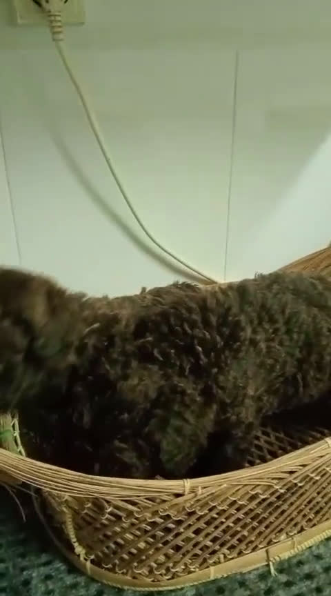 Perro de Agua Español perros en venta: Perro de agua Español  - Video 1