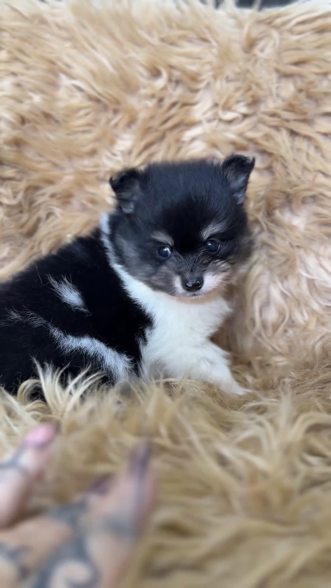 Pomerania perros en venta: Pomerania Minitoy partycolor - Video 1