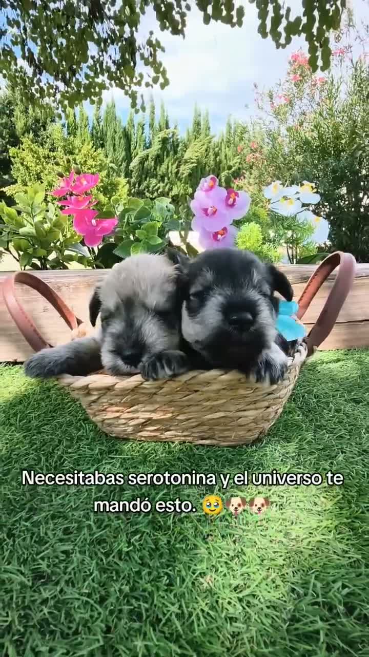 Schnauzer Miniatura perros en venta: Preciosos schnauzer miniatura ❤️ - Video 1