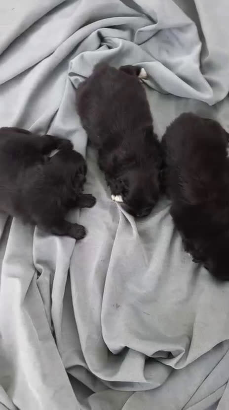 Pomerania perros en venta: Pomerania toys - Video 1