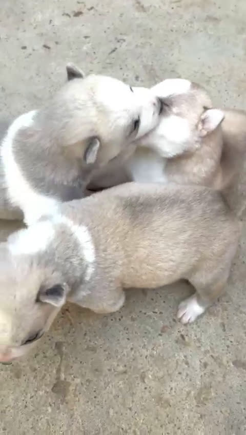 Husky Siberiano perros en venta: HUSKYS - Video 1