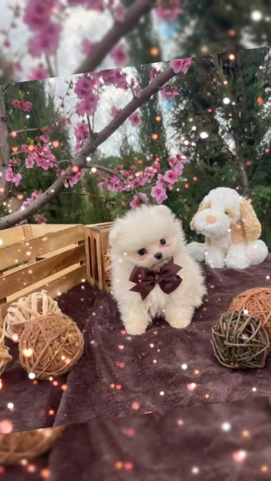 Pomerania perros en venta: Pomerania toy carita de osito - Video 1