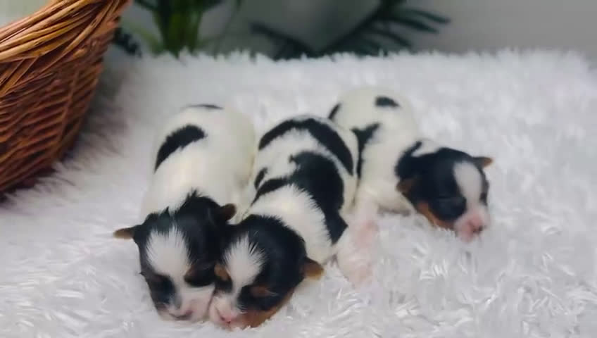 Yorkshire Terrier perros en venta: YORKSHIRE BIEWER HEMBRA - Video 3