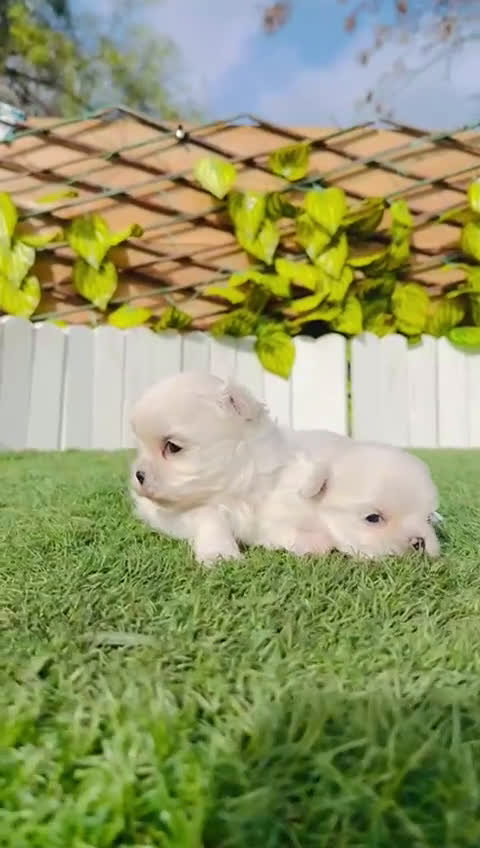 Bichón Maltés perros en venta: BICHON MALTES 100X100 COREANO - Video 5