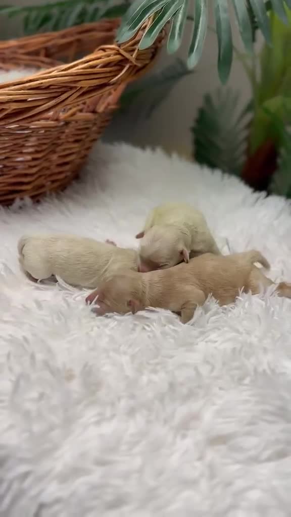 Maltipoo perros en venta: MALTIPOO HEMBRAS - Video 1
