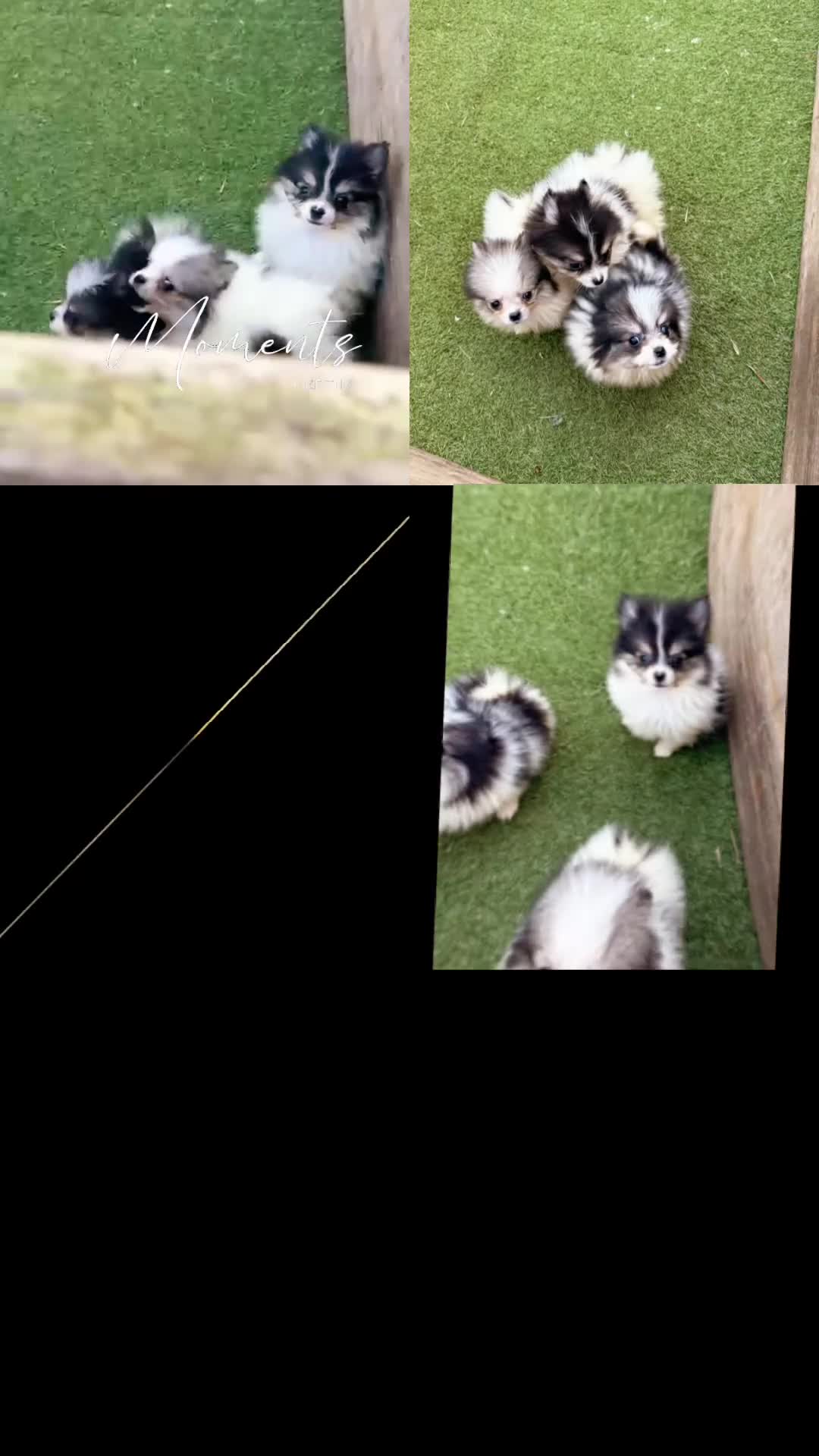 Pomerania perros en venta: Pomerania  - Video 1