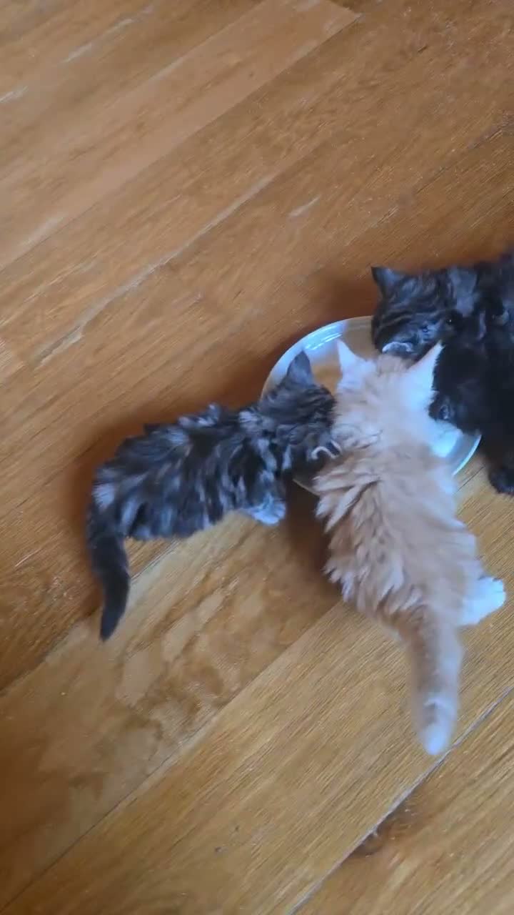 Bosque de Noruega gatos en venta: Bosques de Noruega  - Video 1