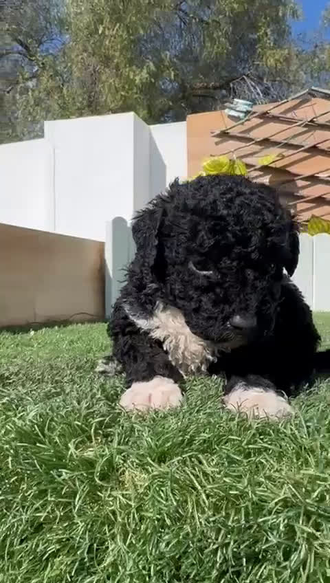 Perro de Agua Español perros en venta: PERRO DE AGUA  - Video 2