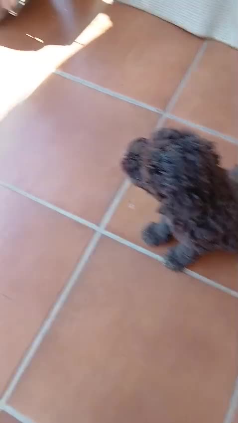 Perro de Agua Español perros en venta: Cachorros de Perro de agua  - Video 2