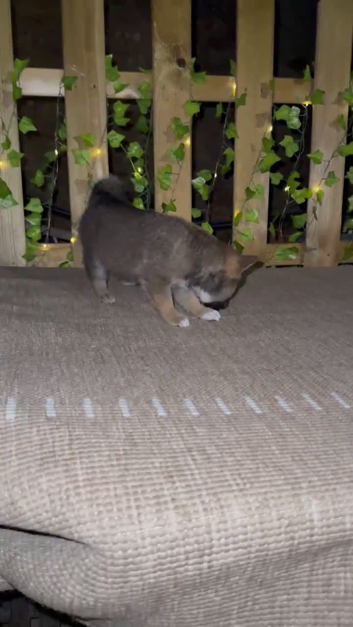 Shiba Inu perros en venta: Shiba Inu espectaculares  - Video 1