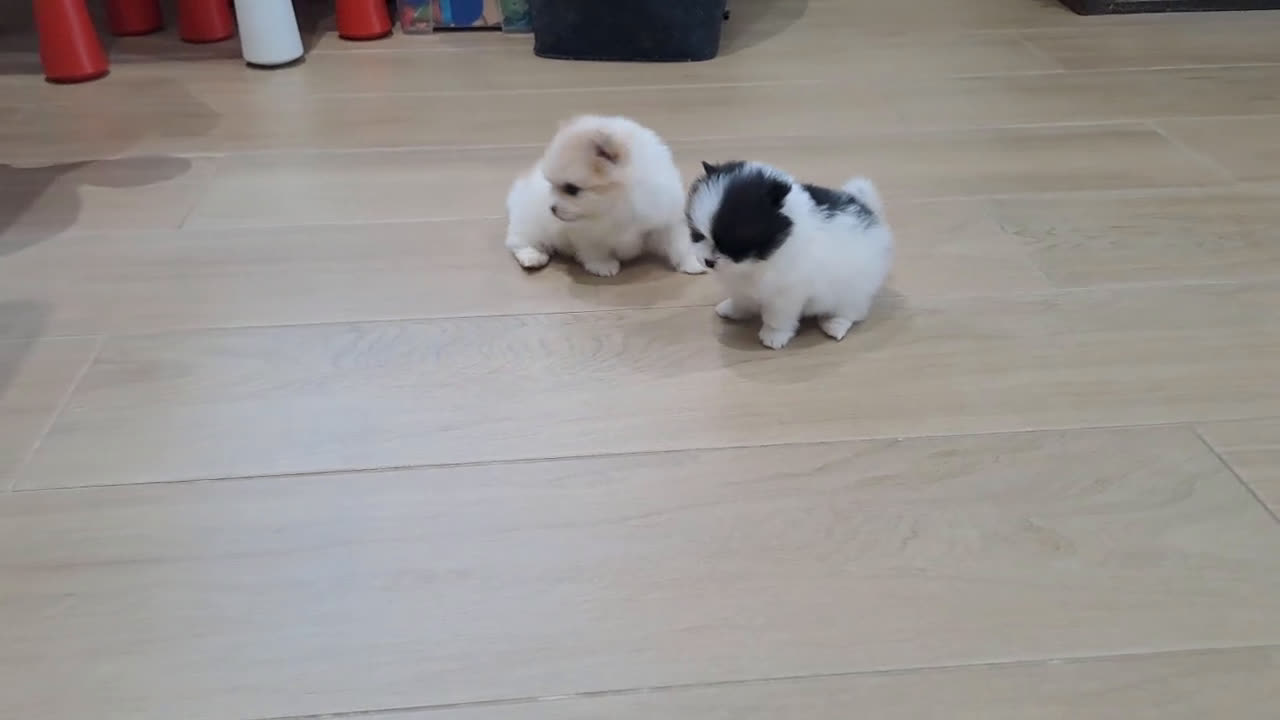 Pomerania perros en venta: Cachorritos de Pomerania  - Video 2