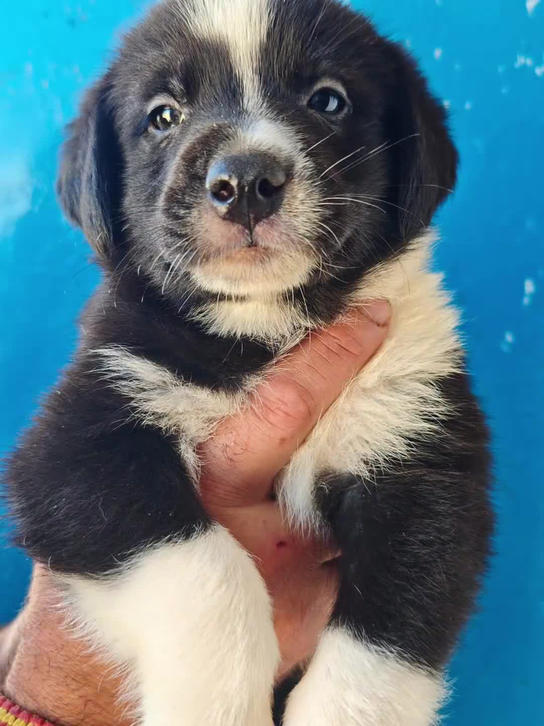 Mastín Español perros en adopcion: Mastines - Video 2