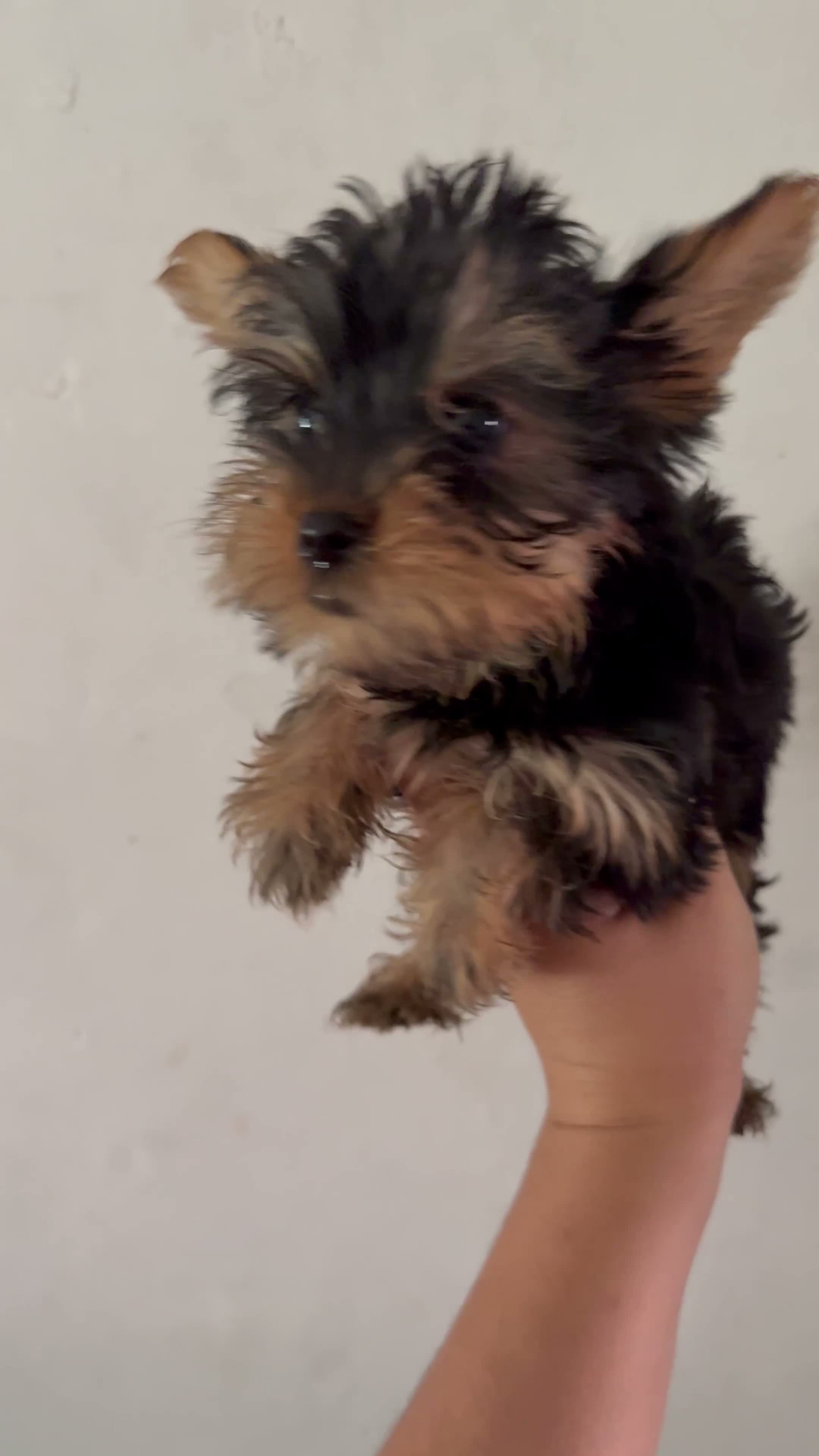 Yorkshire Terrier perros en venta: Yorkshire toy - Video 1