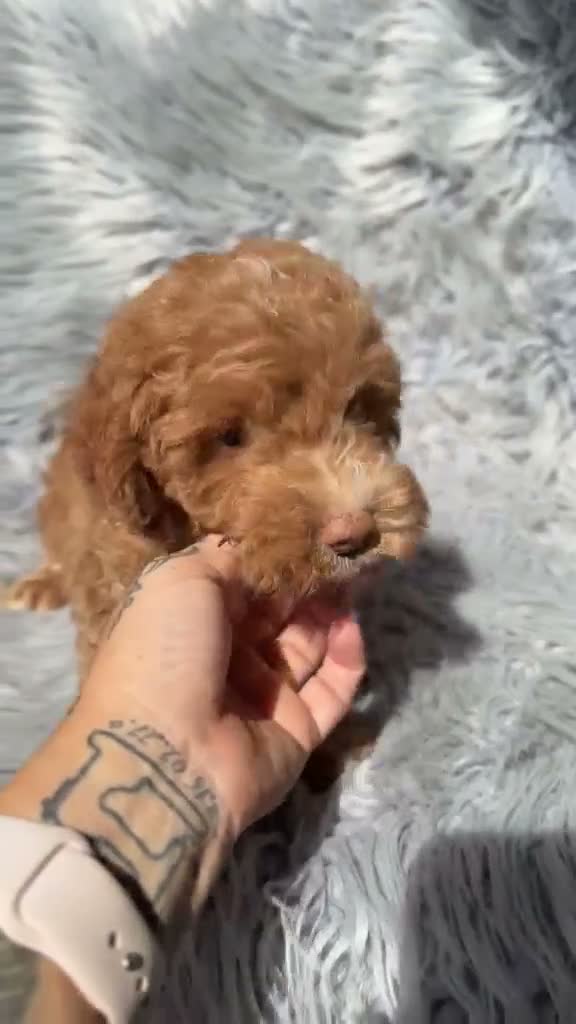 Maltipoo perros en venta: Preciosos maltipoo - Video 2