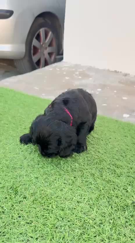 Cocker Spaniel Inglés perros en venta: Cocker Spaniel Ingles Hembra Negra Preciosa  - Video 2