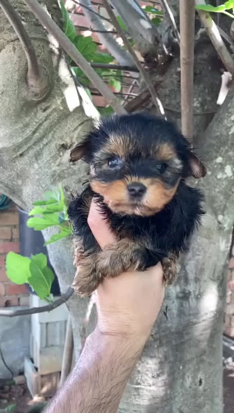 Yorkshire Terrier perros en venta: Yorkshire machos y hembra  en Granada - Video 3