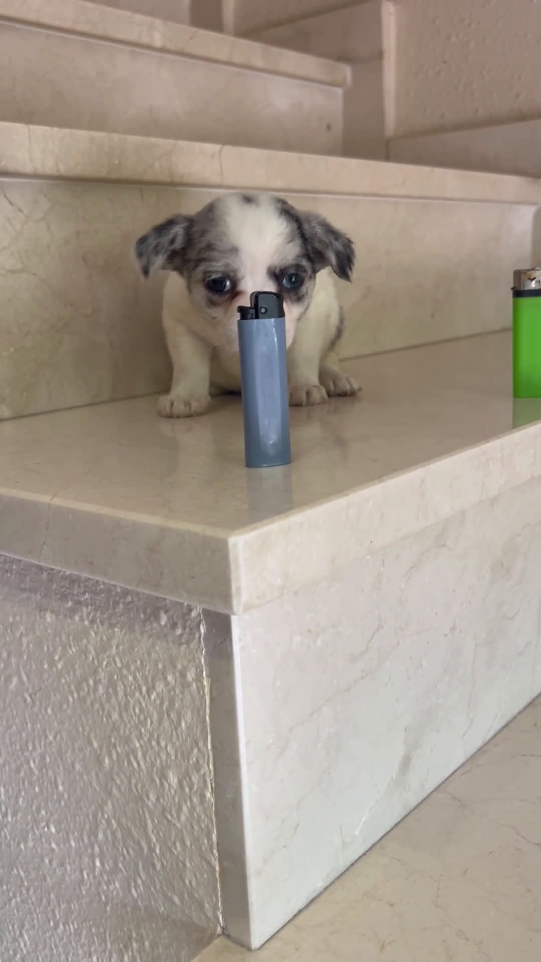 Chihuahua perros en venta: Chihuahua Hembra Merle Arlequín Toy - Video 1