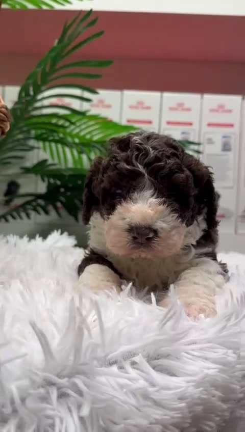 Perro de Agua Español perros en venta: PERRO DE AGUA ESPAÑOL MACHO - Video 1