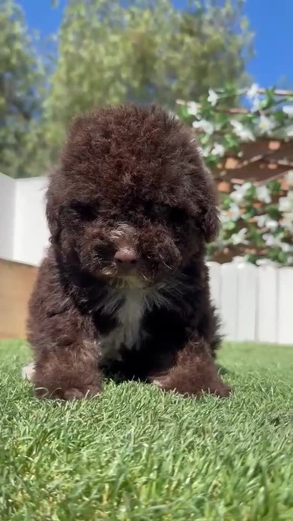 Perro de Agua Español perros en venta: PERRO DE AGUA ESPAÑOL - Video 1