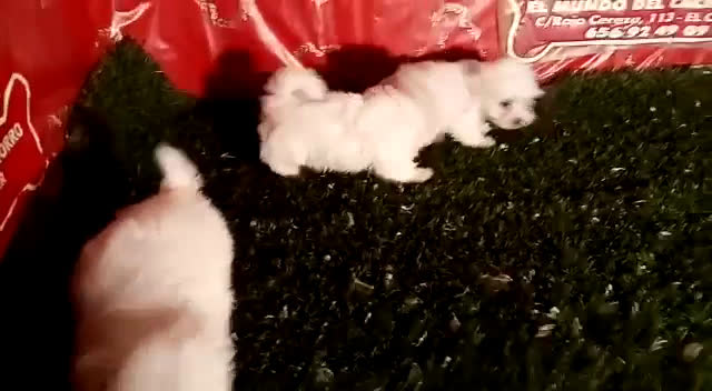Bichón Maltés perros en venta: CAMADA de bichon maltes  en Madrid - Video 1