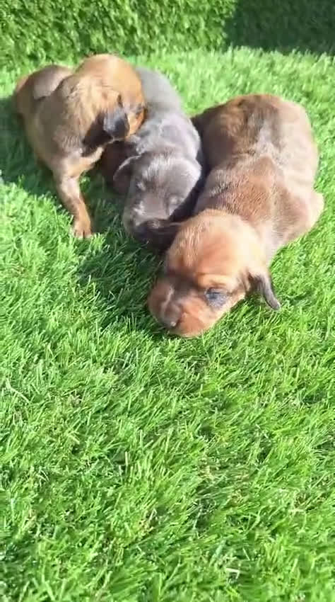 Teckel Miniatura perros en venta: Teckel kanichen machos oja seca y Blue  - Video 1