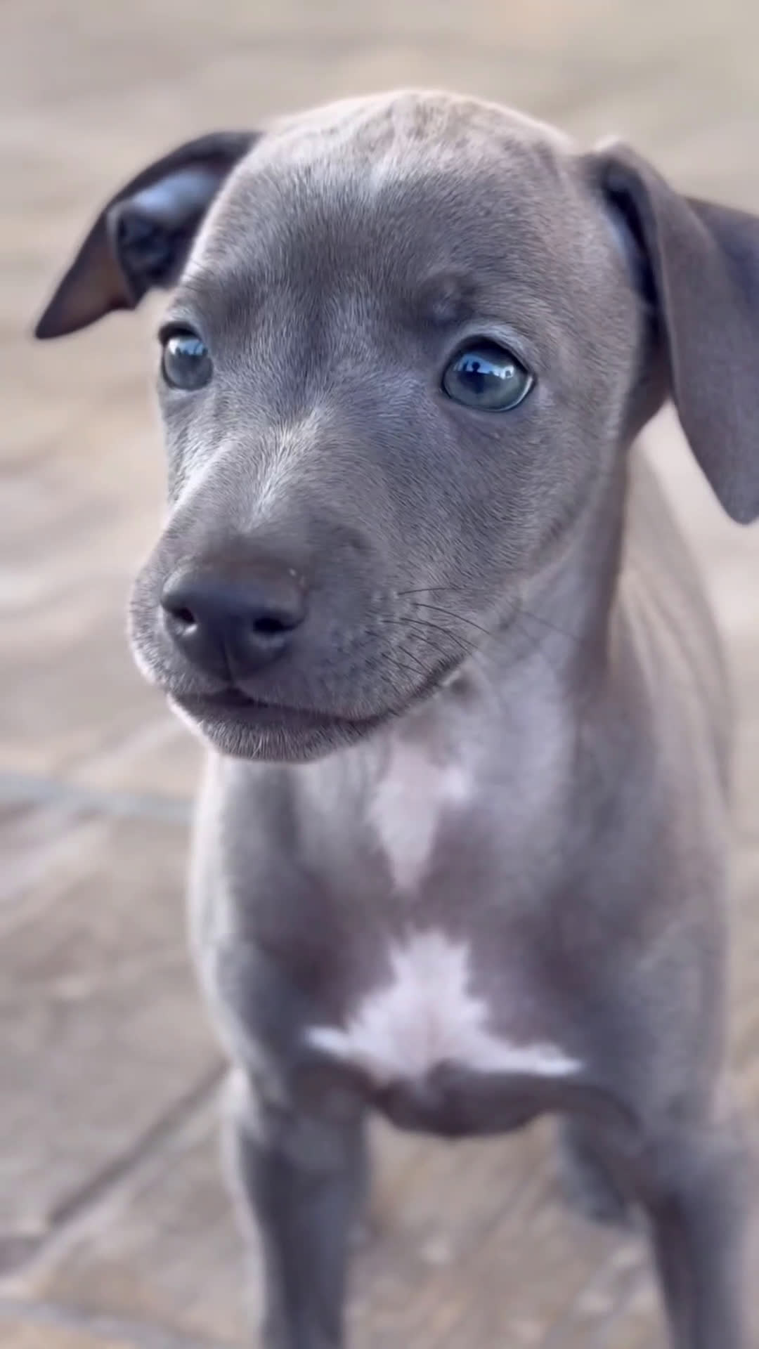 Pequeño Lebrel Italiano perros en venta: 🐾 Sirius y Selena – Galgos italianos 🐾 - Video 2